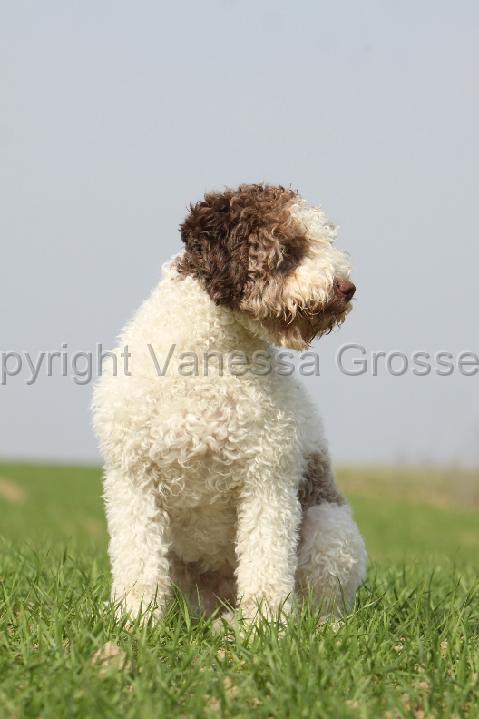 LAGOTTO 147.jpg